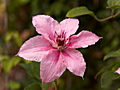 Clematis Pink Fantasy IMG_7226 Powojnik